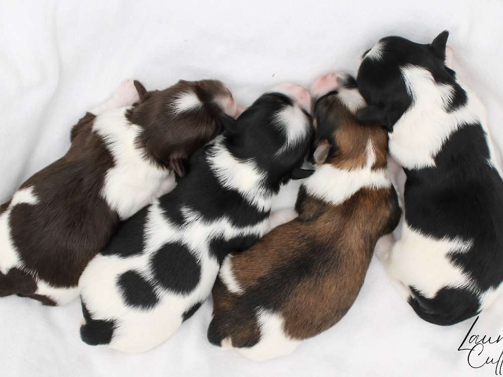 Tiny Dancer Litter - Havanese