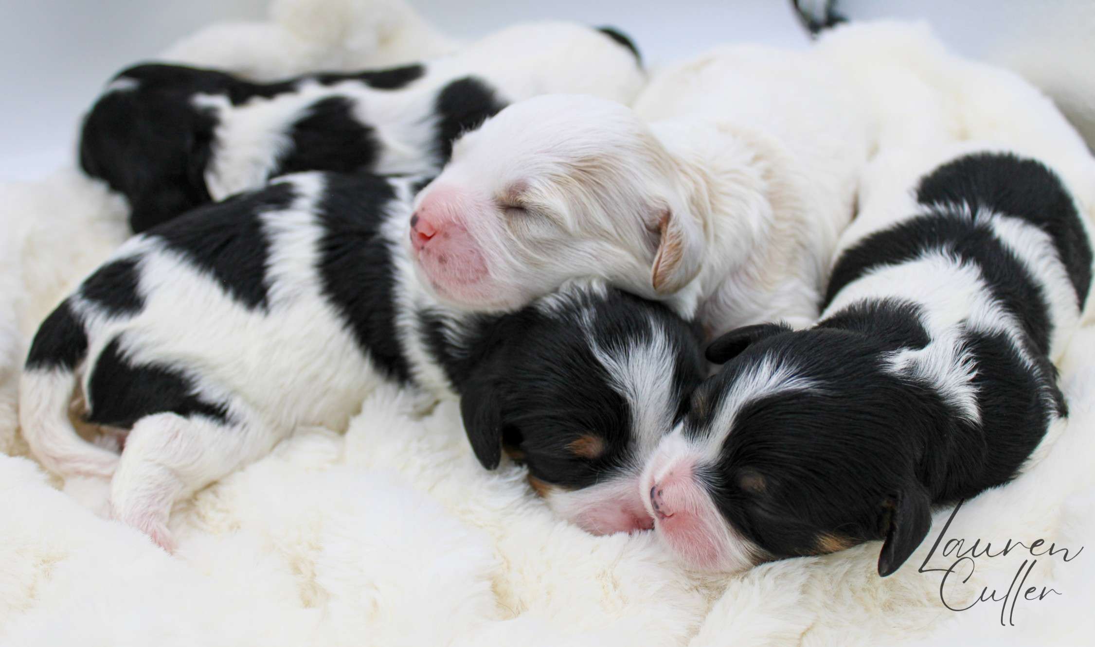 Puppies