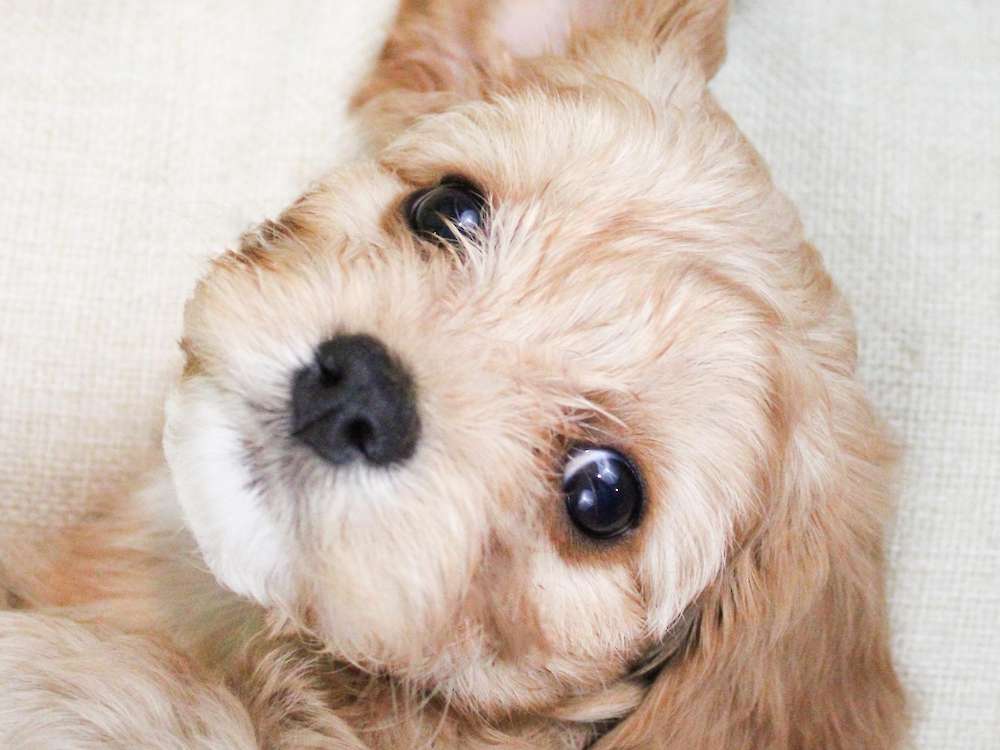 Chicago litter - Cavapoos!