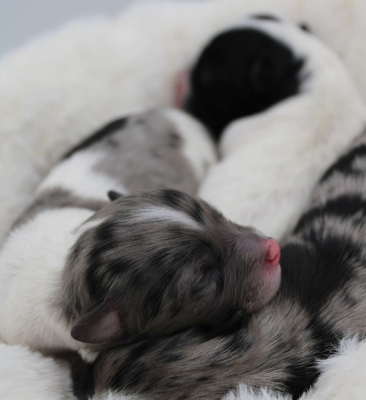 Havapoo puppies!