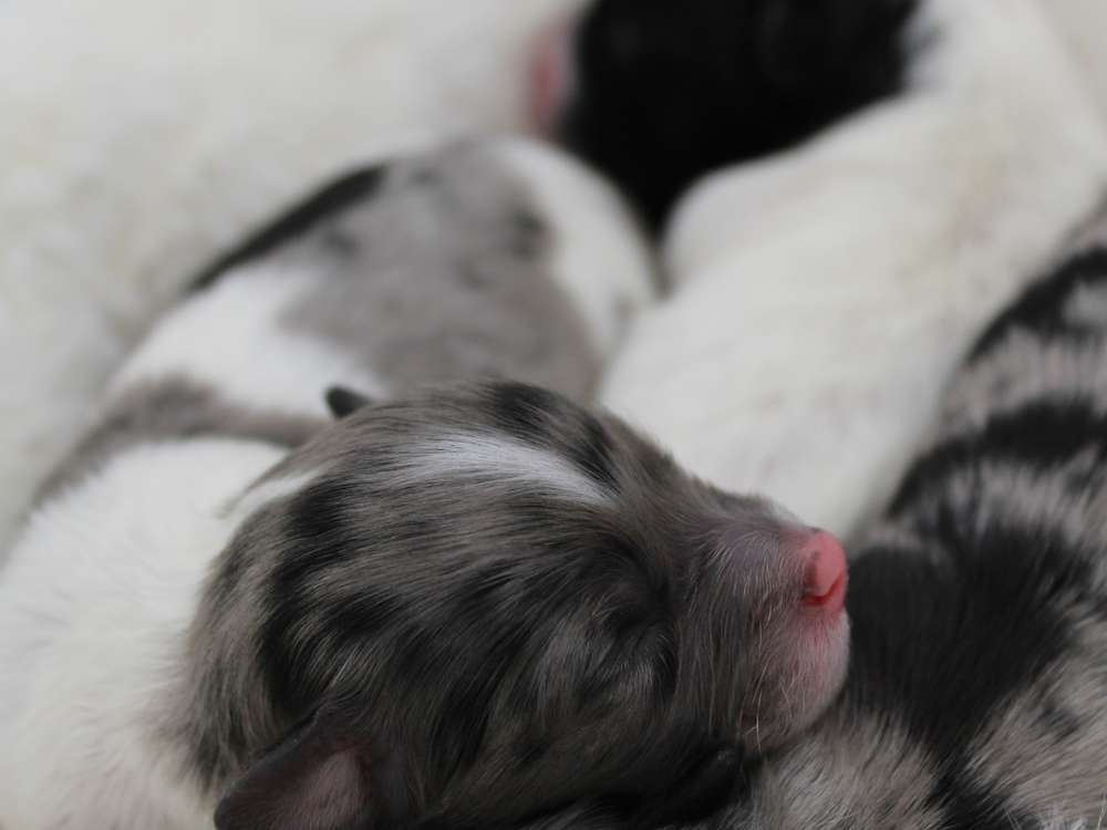 Havapoo puppies!