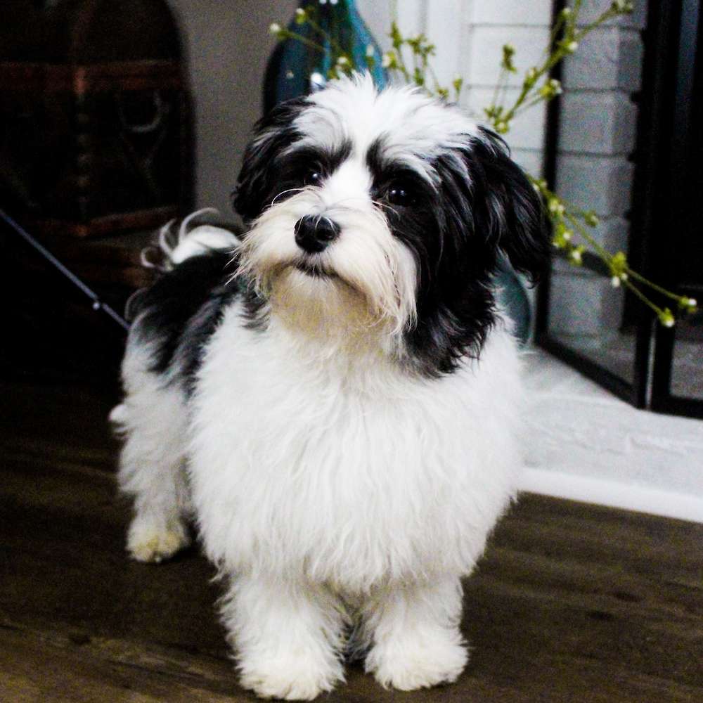 Mickey Mateo of Grayfinn House