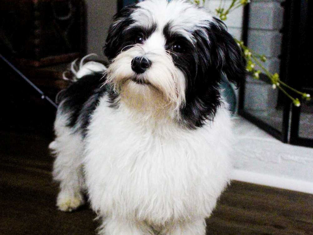 Mickey Mateo of Grayfinn House