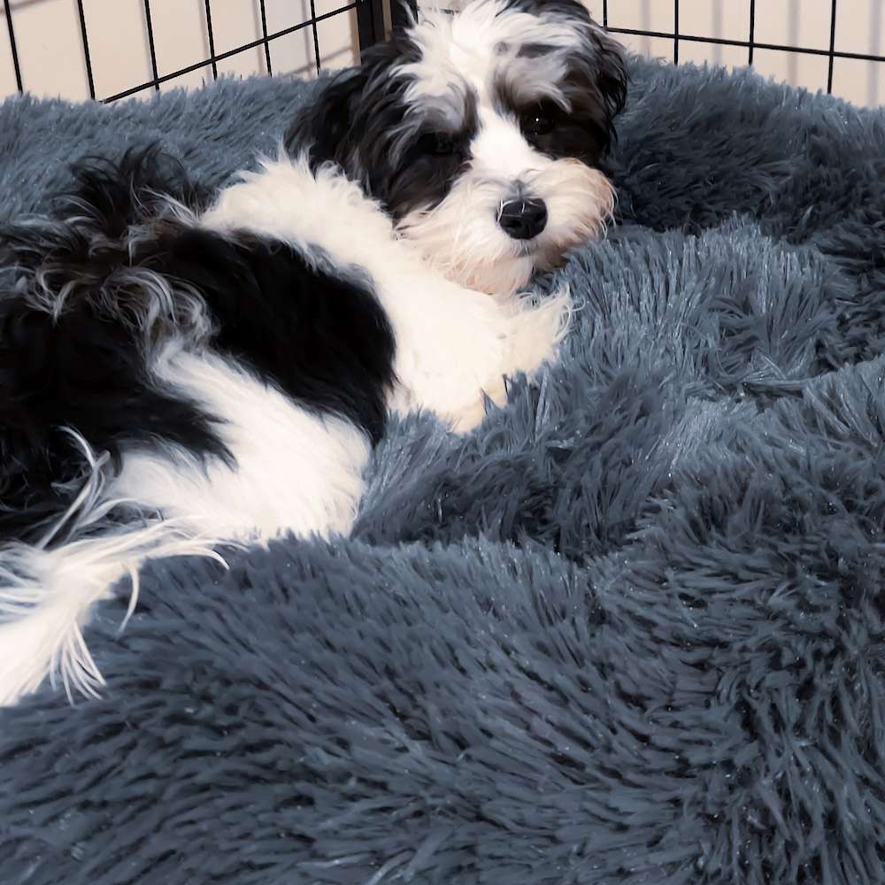 Mickey Mateo of Grayfinn House