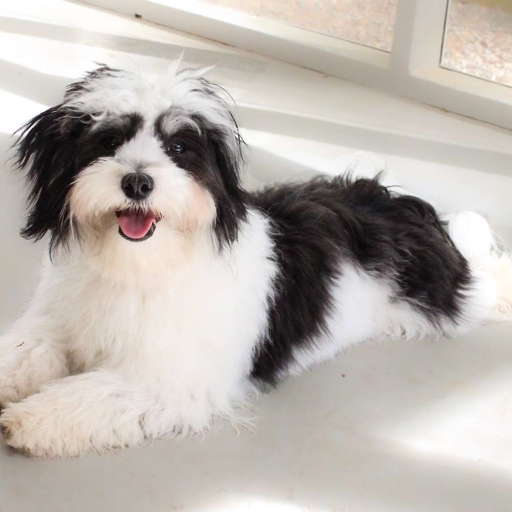 Mickey Mateo of Grayfinn House