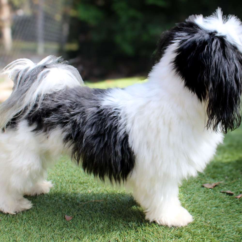 Mickey Mateo of Grayfinn House