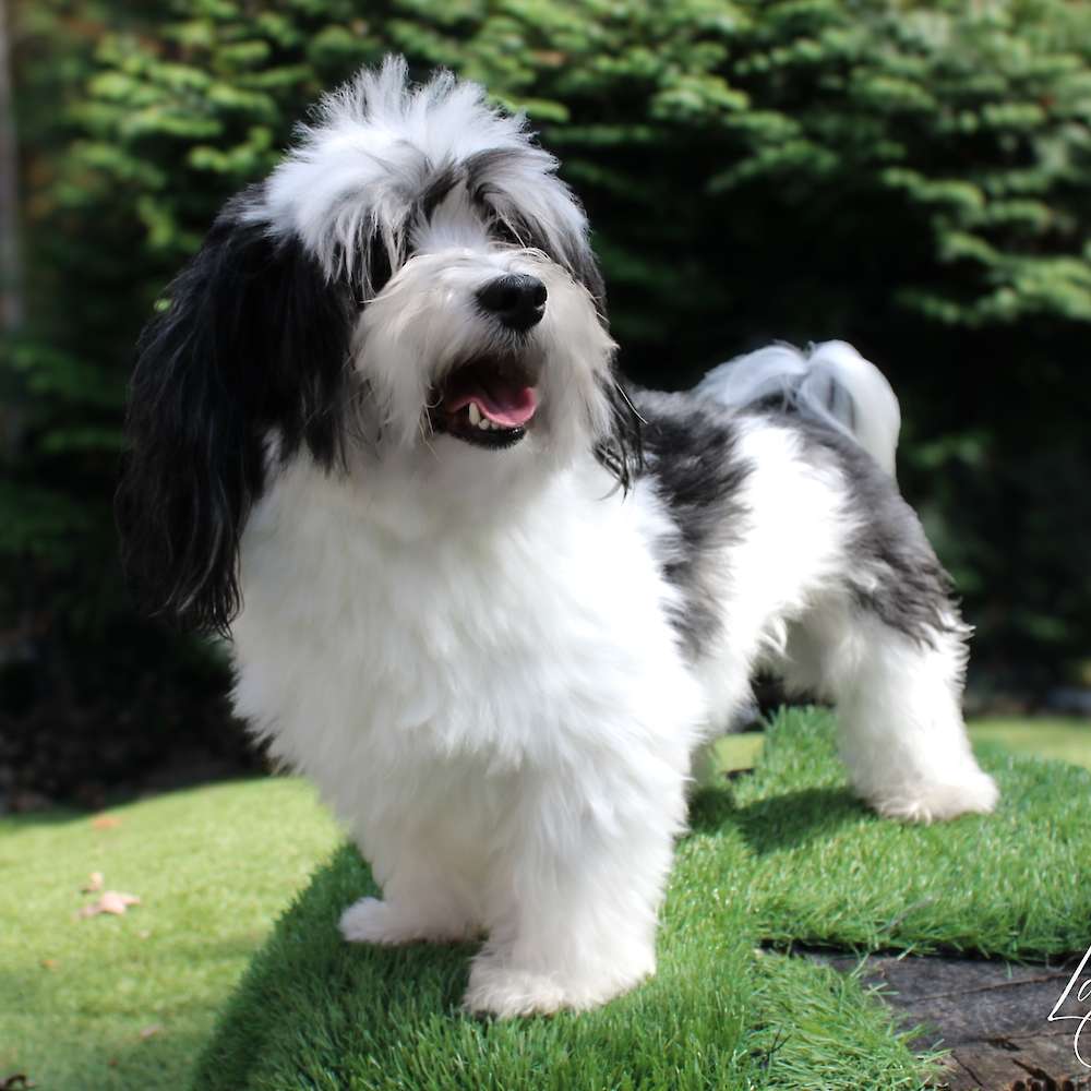 Mickey Mateo of Grayfinn House