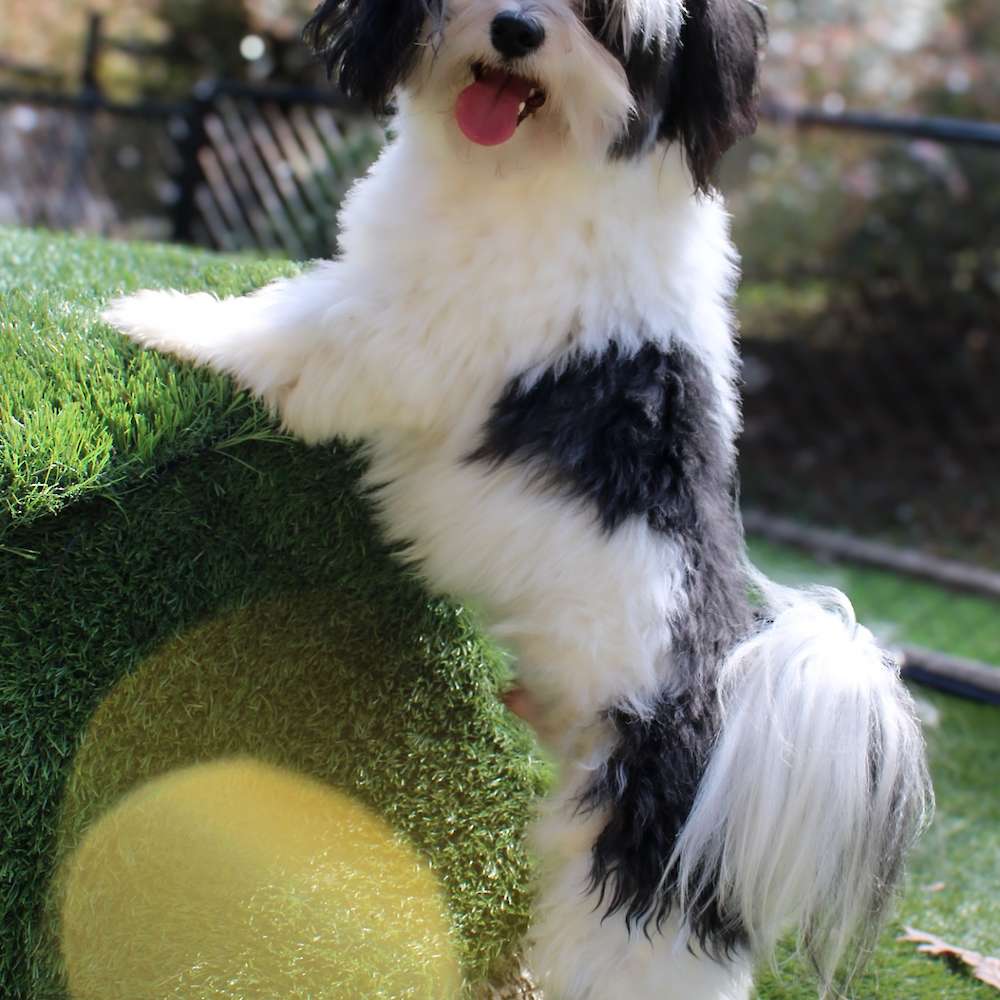 Mickey Mateo of Grayfinn House