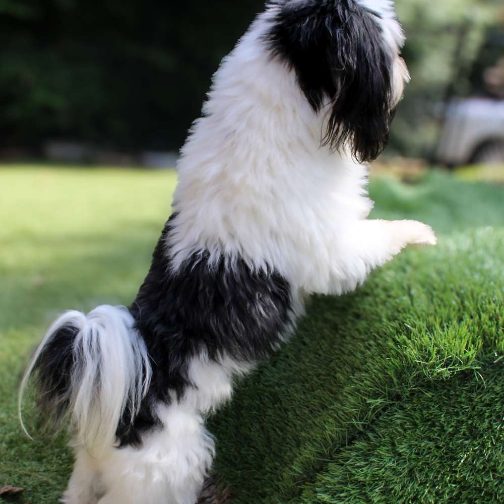 Mickey Mateo of Grayfinn House