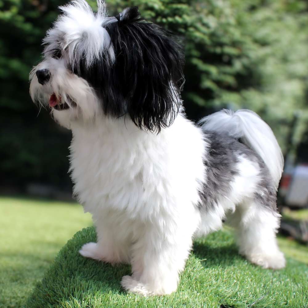 Mickey Mateo of Grayfinn House