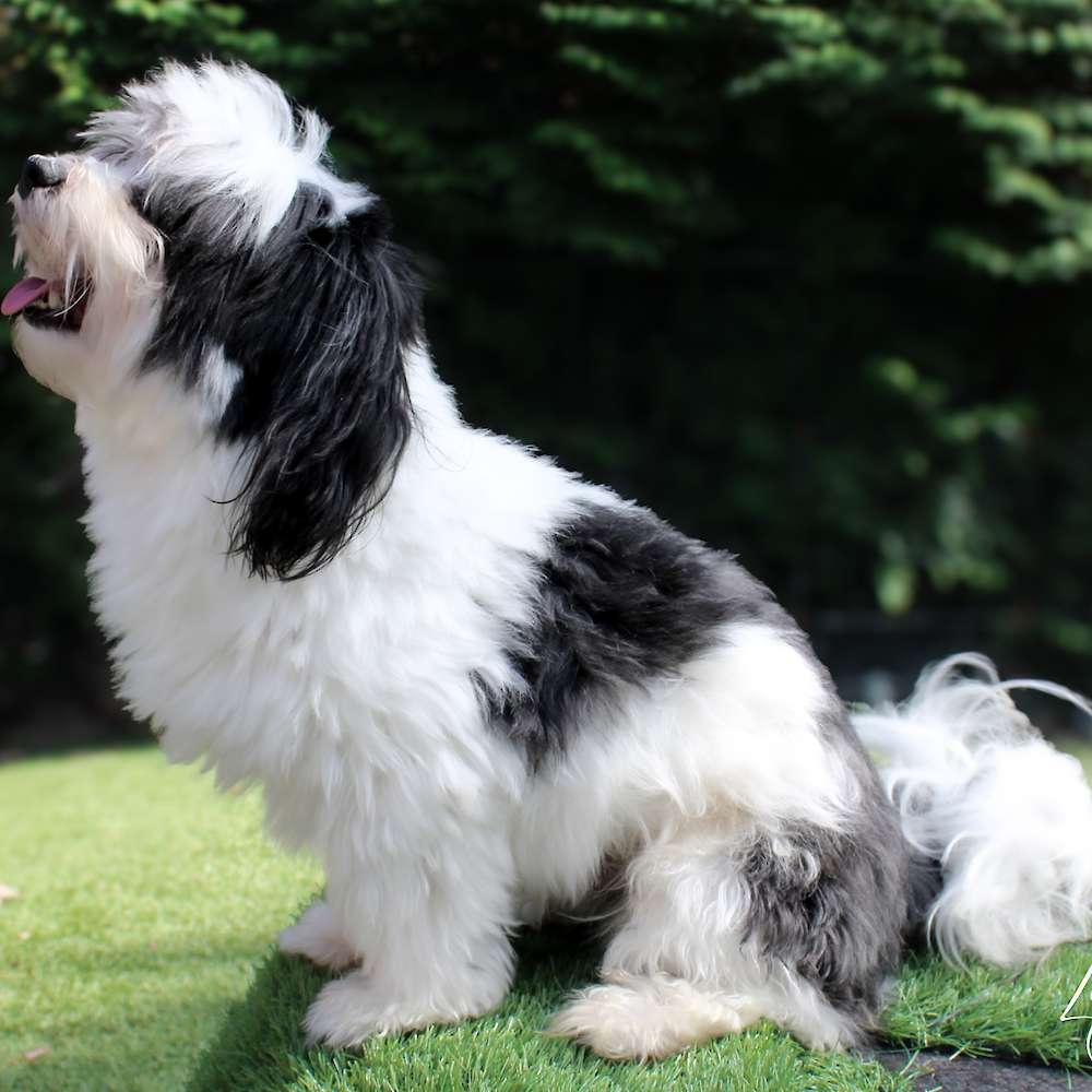 Mickey Mateo of Grayfinn House