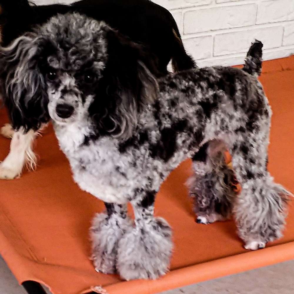 Roxie Hart of Grayfinn House