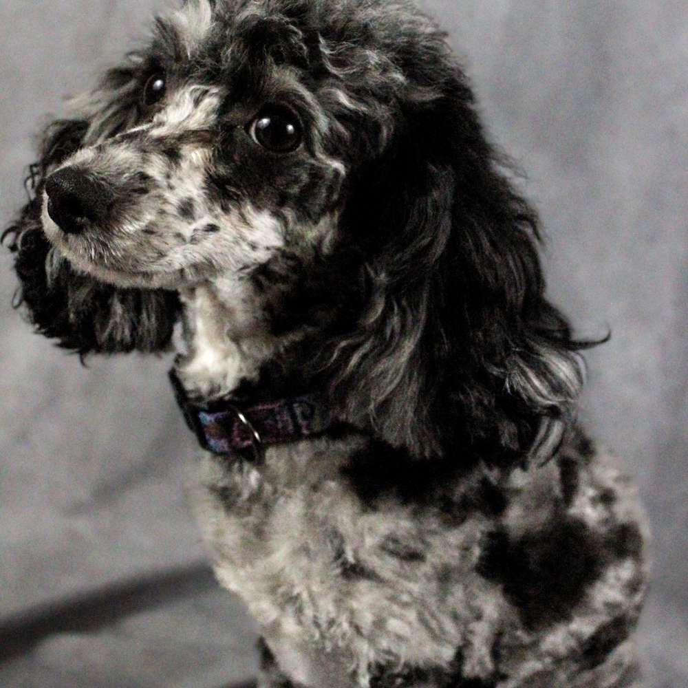 Roxie Hart of Grayfinn House