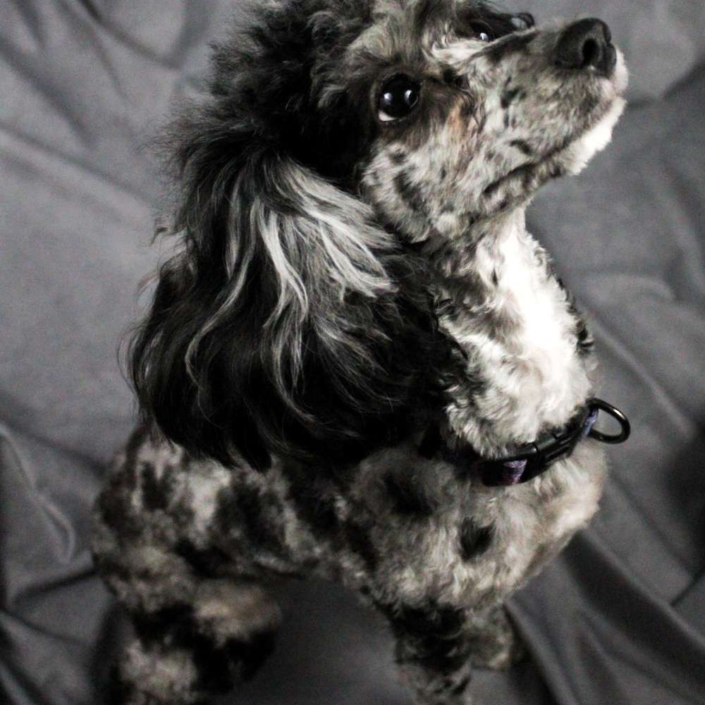 Roxie Hart of Grayfinn House