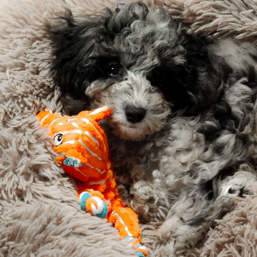 Roxie Hart of Grayfinn House