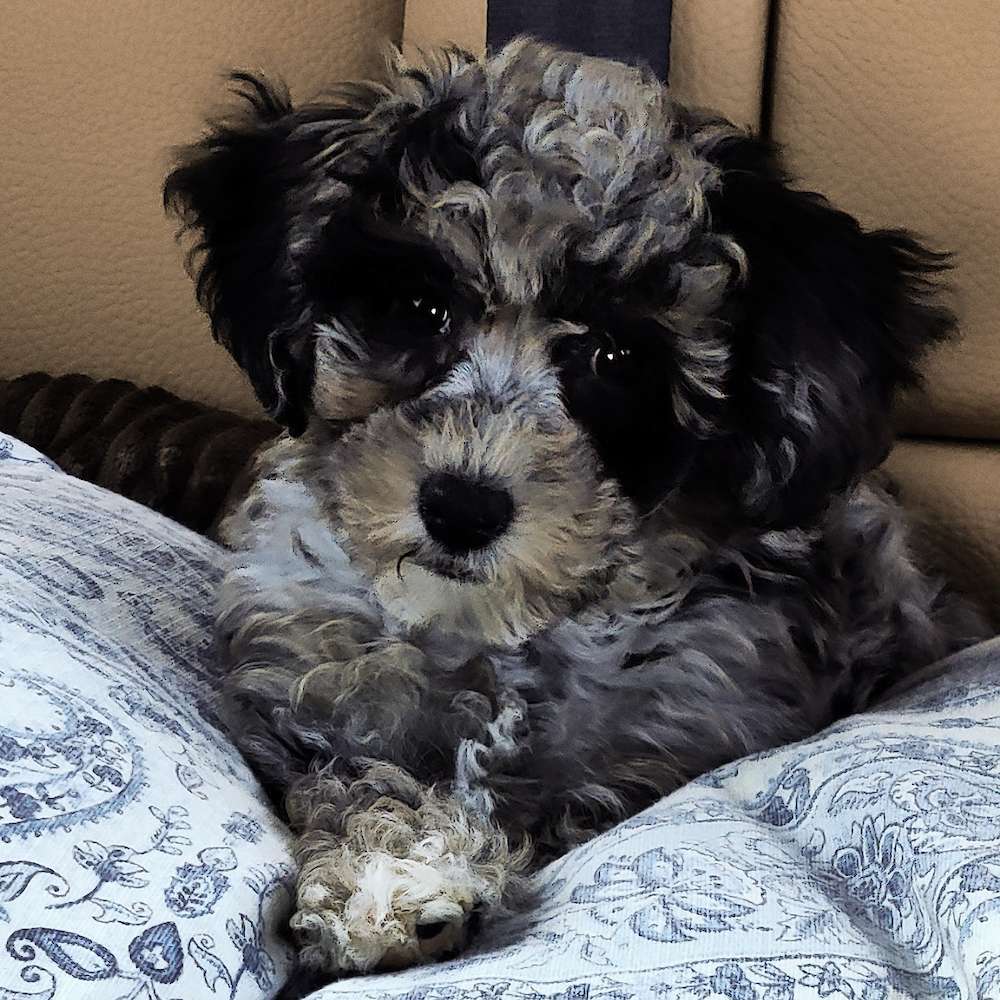 Roxie Hart of Grayfinn House