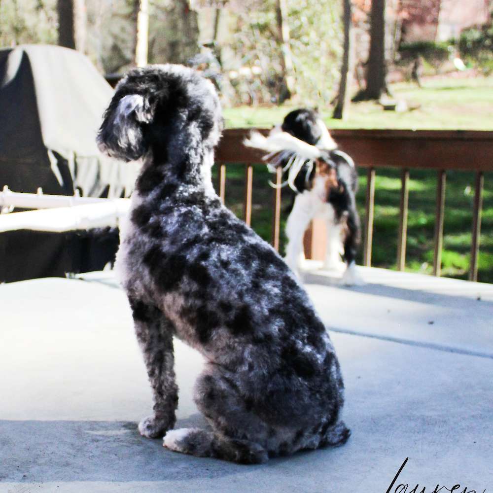 Roxie Hart of Grayfinn House