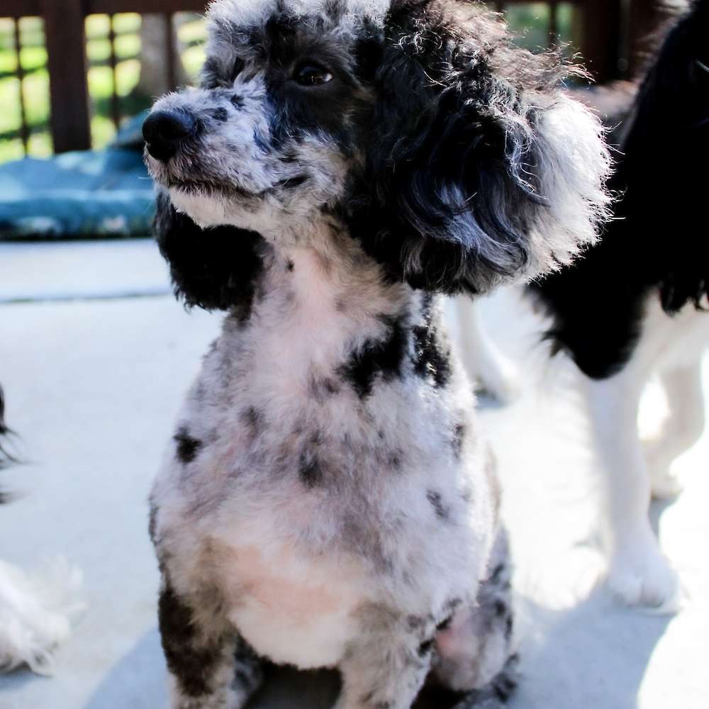 Roxie Hart of Grayfinn House