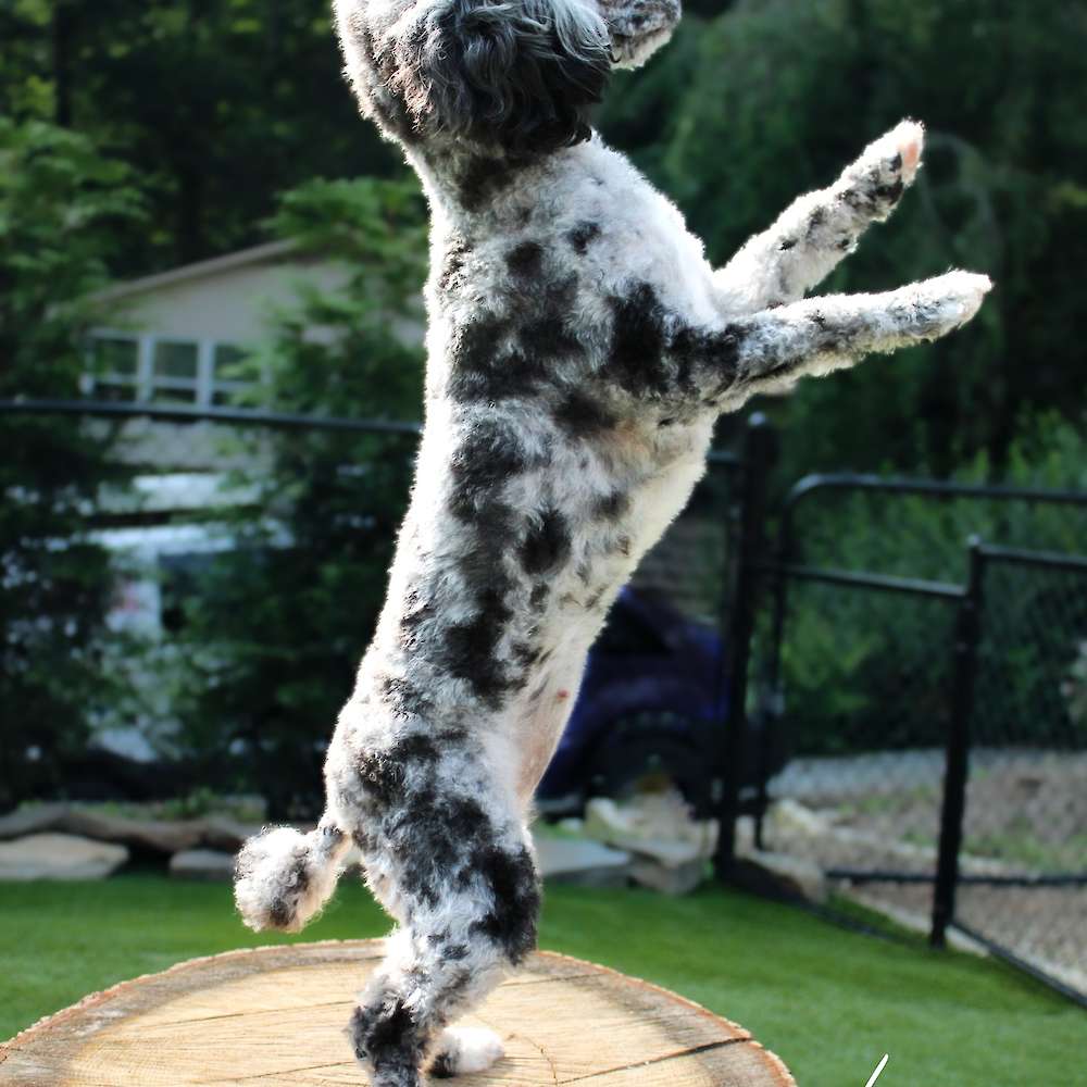 Roxie Hart of Grayfinn House