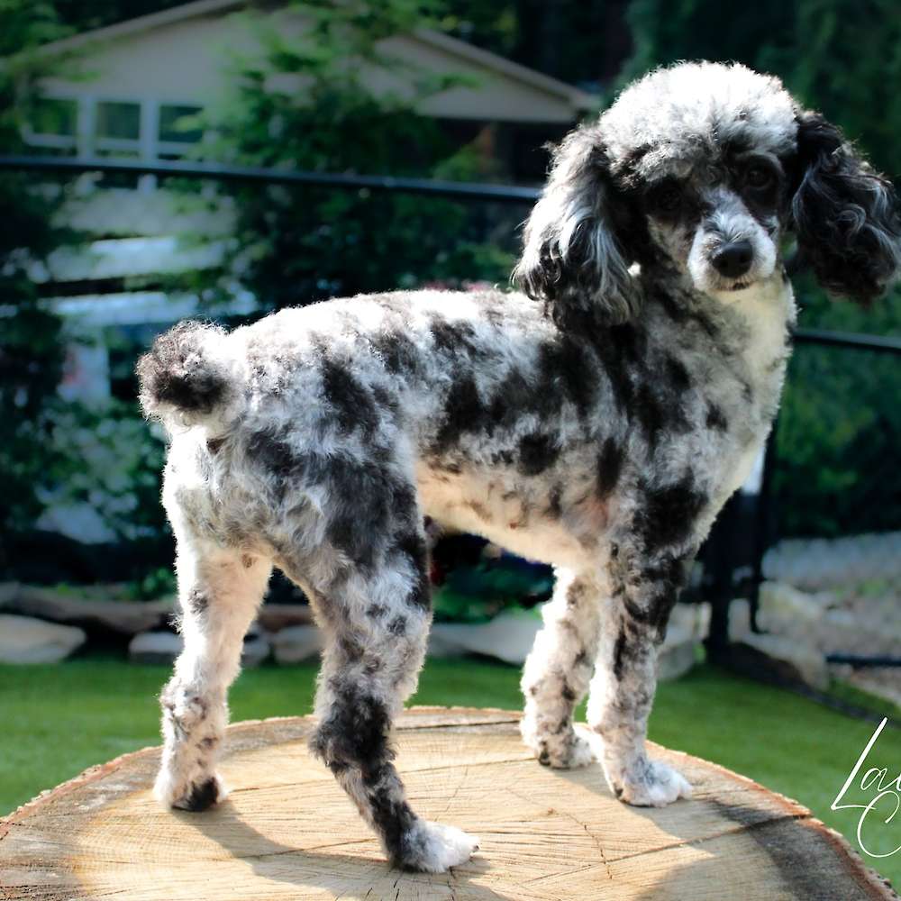 Roxie Hart of Grayfinn House