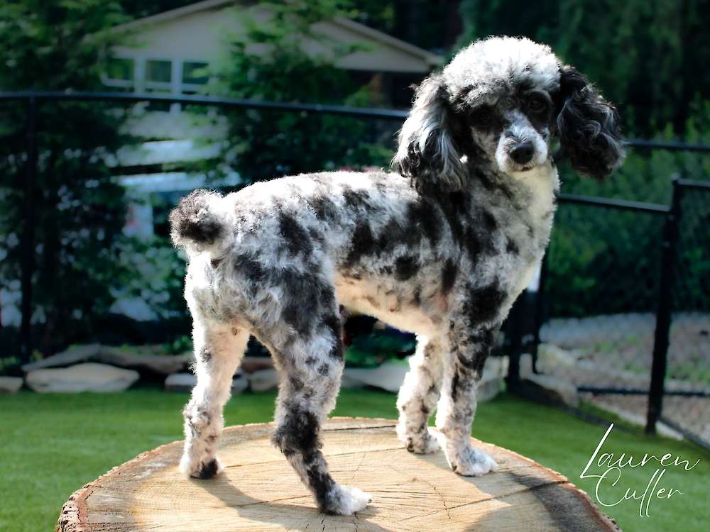 Roxie Hart of Grayfinn House