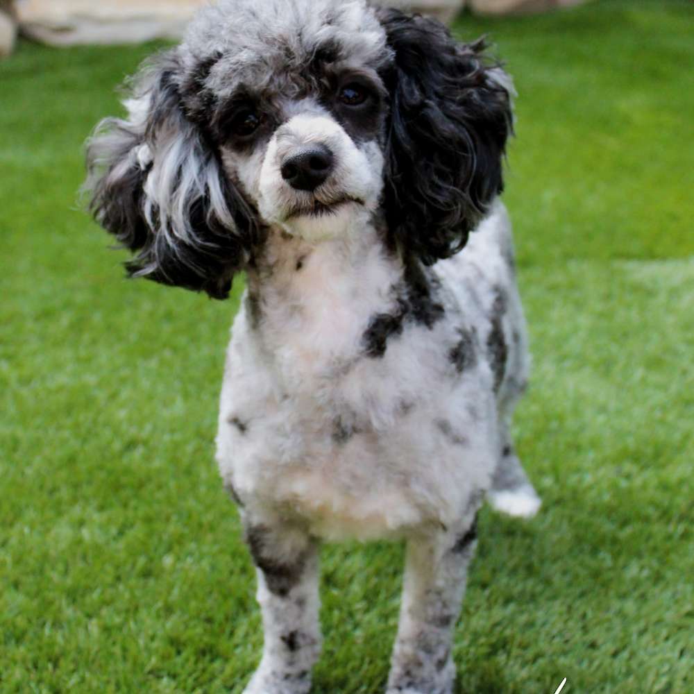 Roxie Hart of Grayfinn House