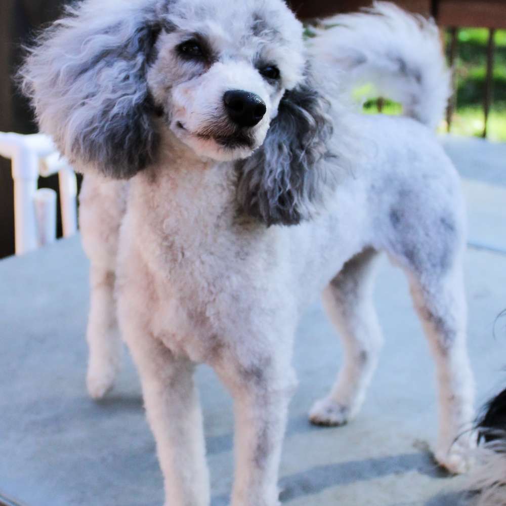 Tillie Anne of Grayfinn House