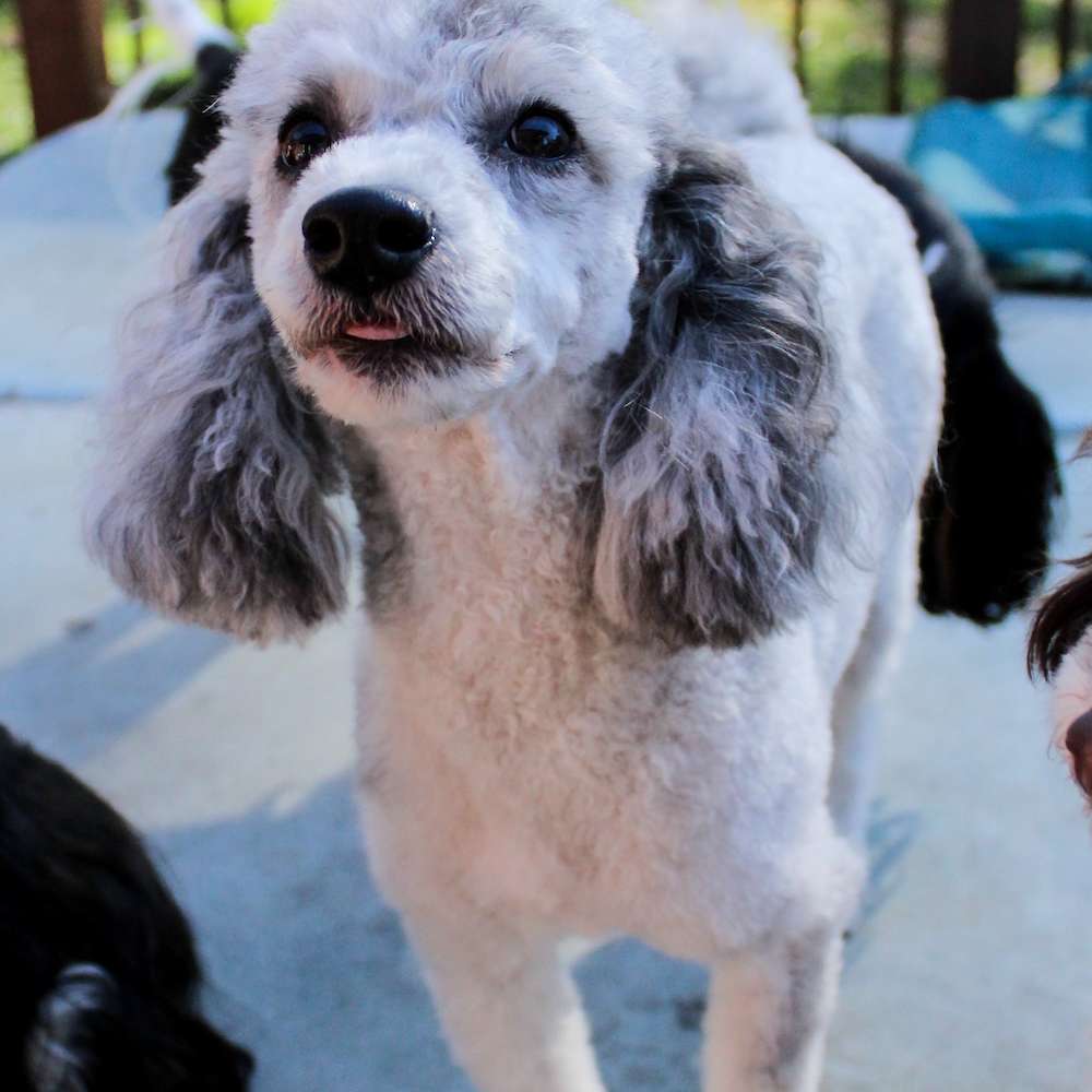 Tillie Anne of Grayfinn House