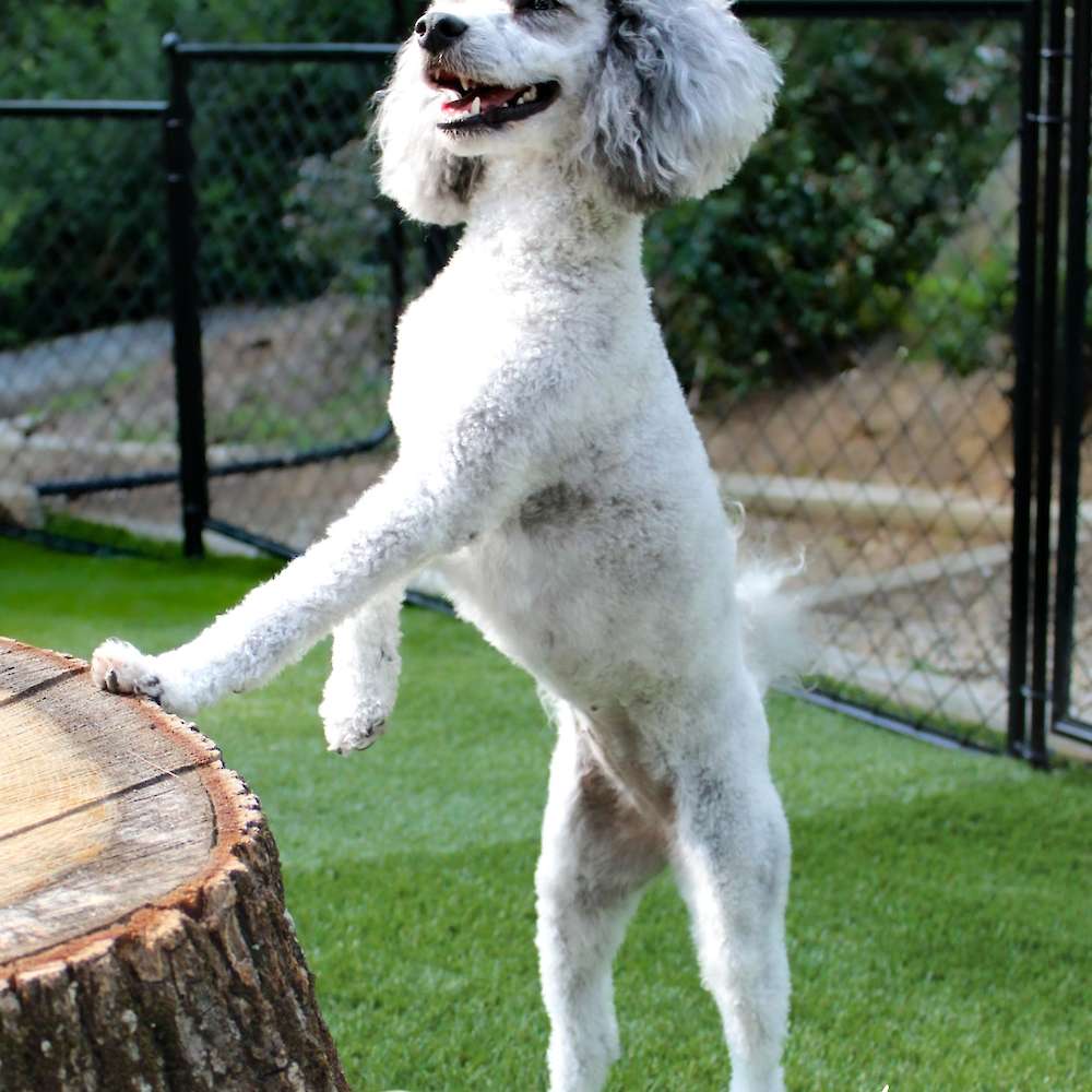 Tillie Anne of Grayfinn House