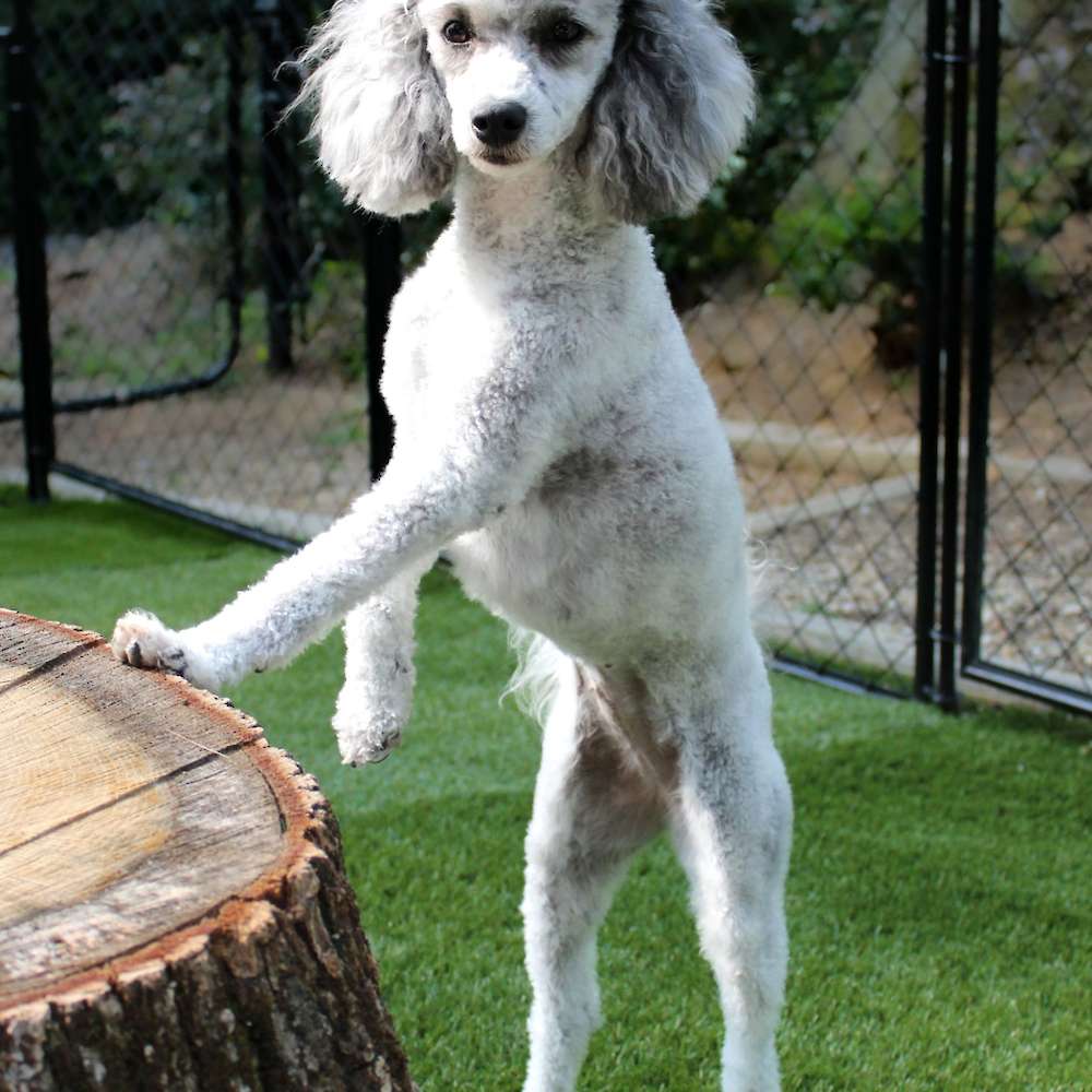 Tillie Anne of Grayfinn House