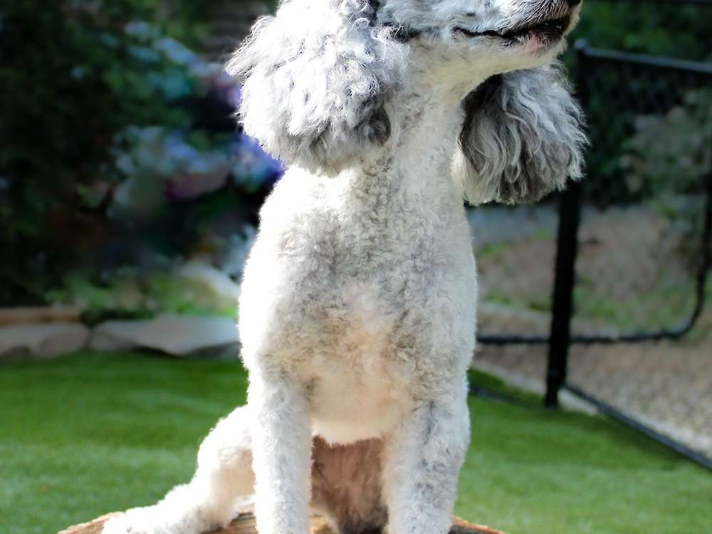 Tillie Anne of Grayfinn House