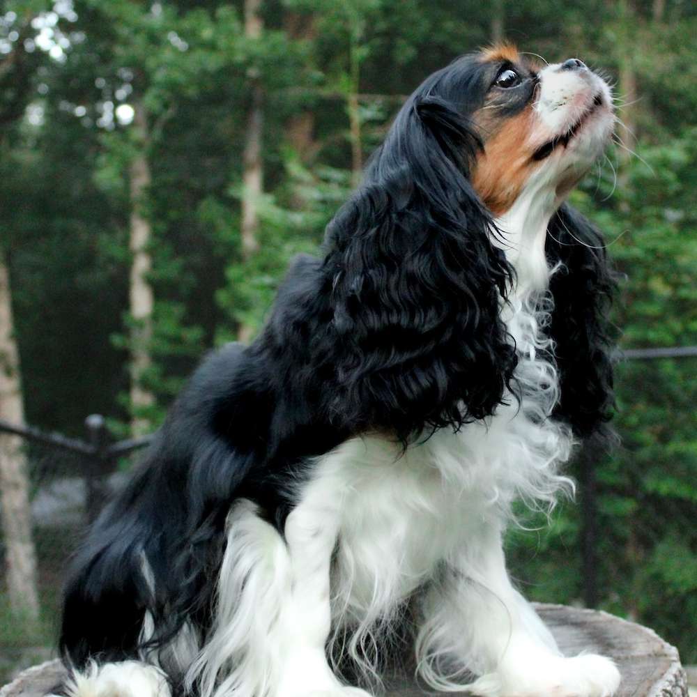 Sophia Peretti of Grayfinn House