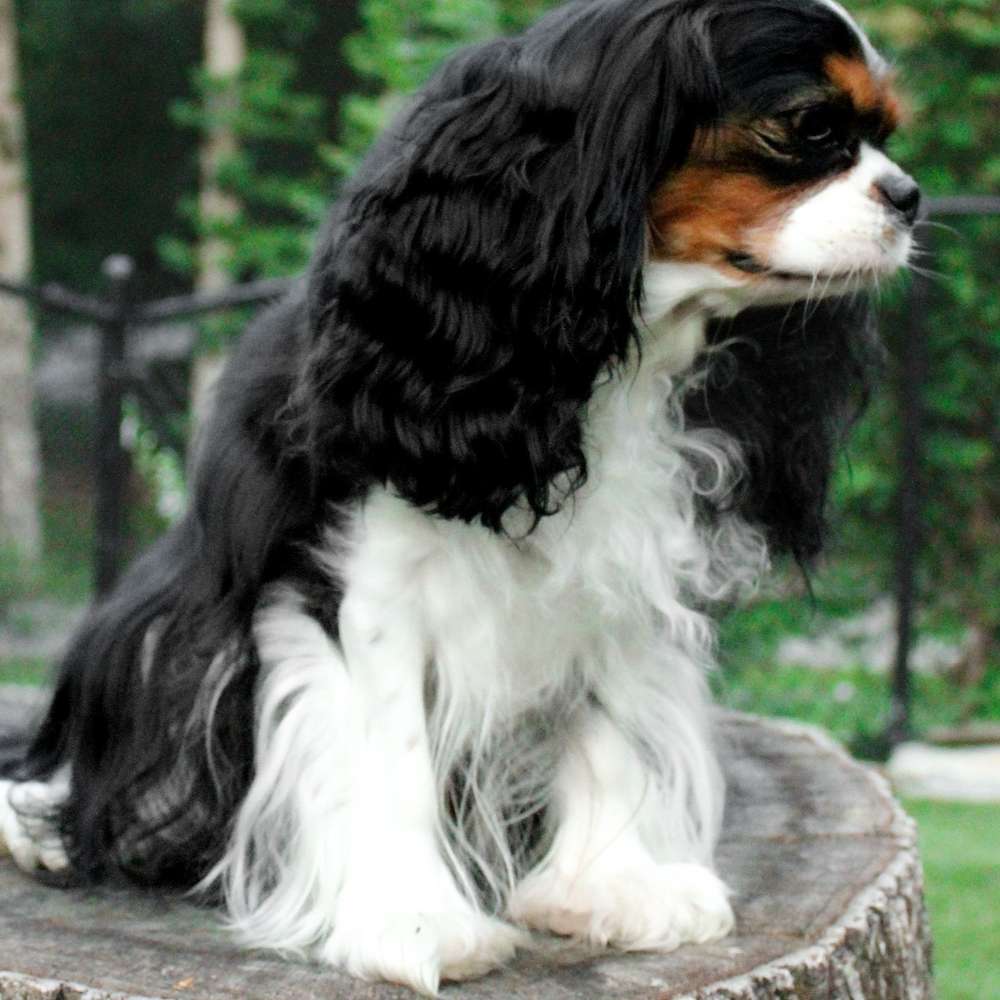 Sophia Peretti of Grayfinn House