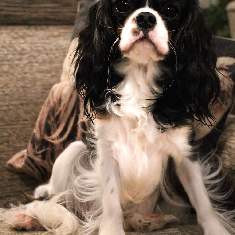 Sophia Peretti of Grayfinn House