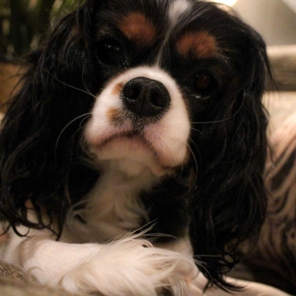 Sophia Peretti of Grayfinn House