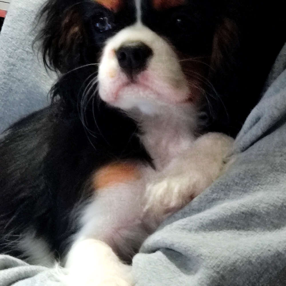 Sophia Peretti of Grayfinn House