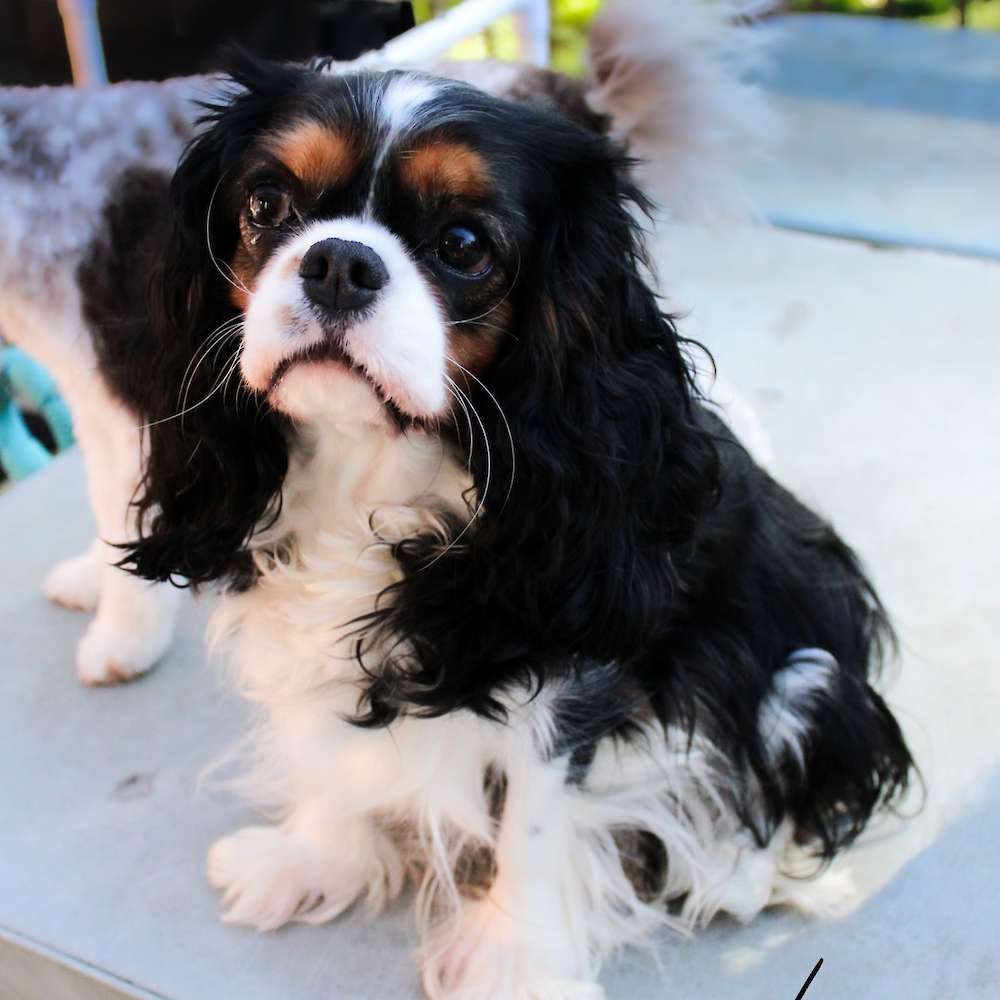 Sophia Peretti of Grayfinn House