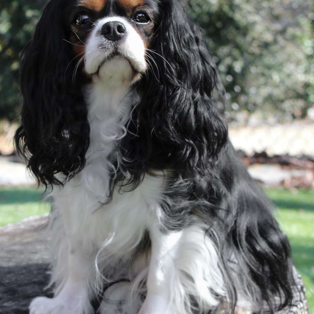 Sophia Peretti of Grayfinn House