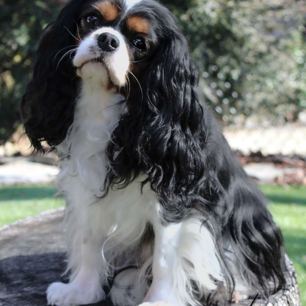 Sophia Peretti of Grayfinn House