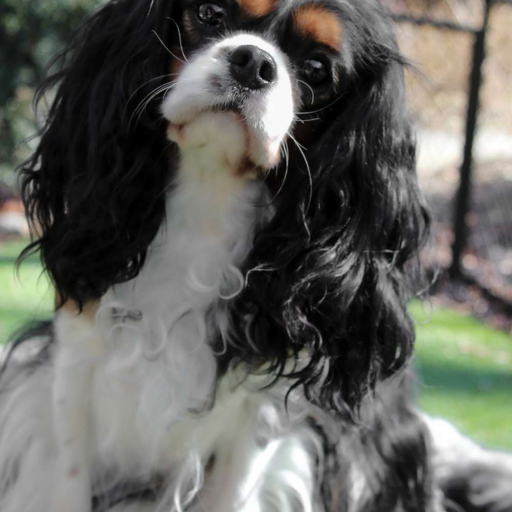 Sophia Peretti of Grayfinn House