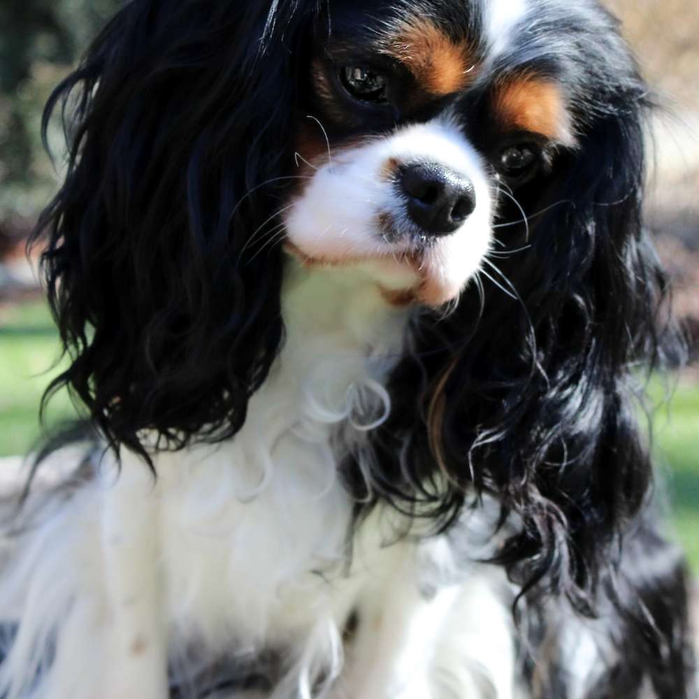 Sophia Peretti of Grayfinn House