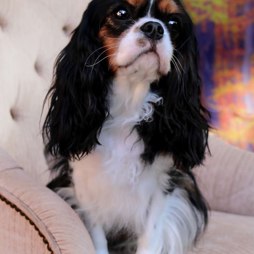 Sophia Peretti of Grayfinn House