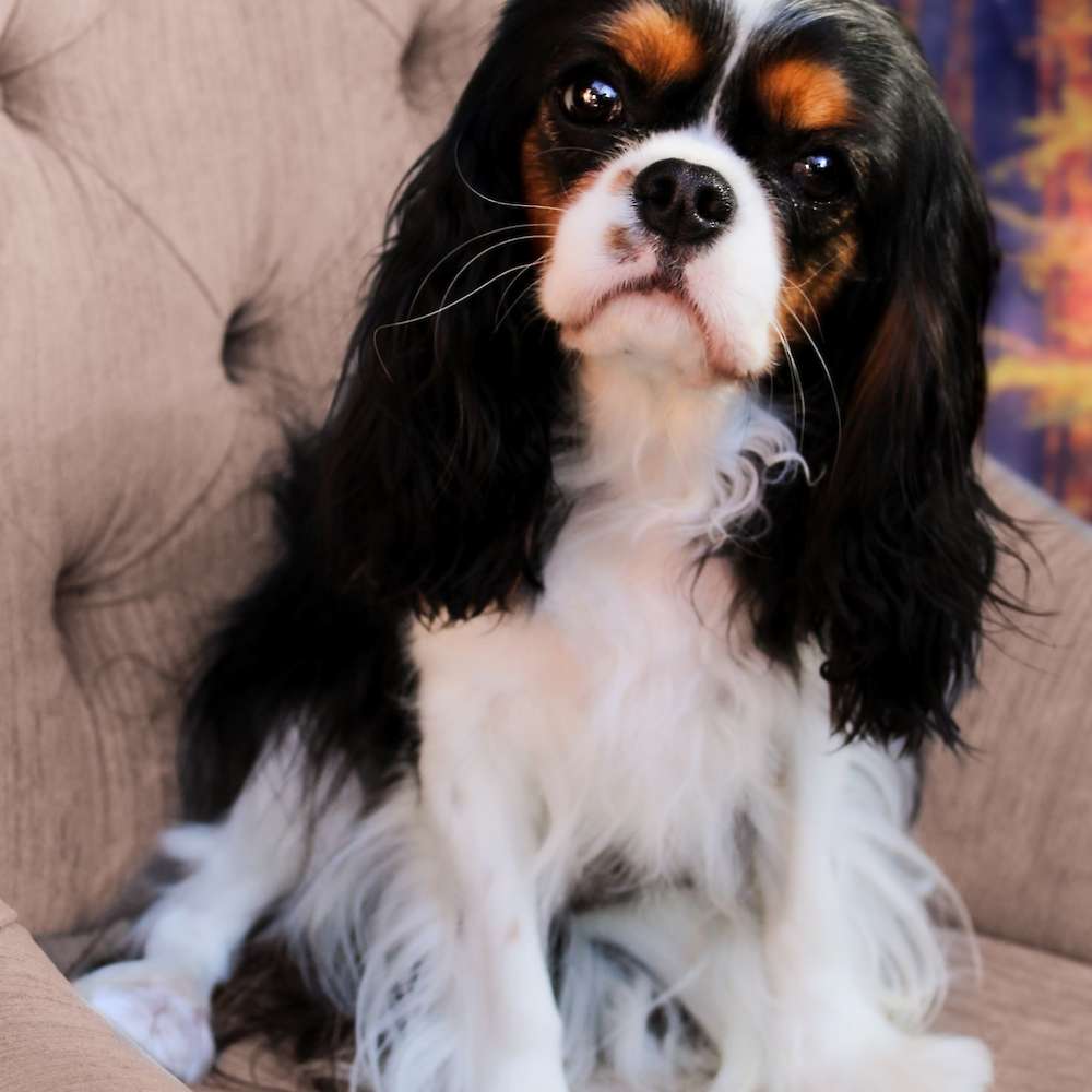 Sophia Peretti of Grayfinn House