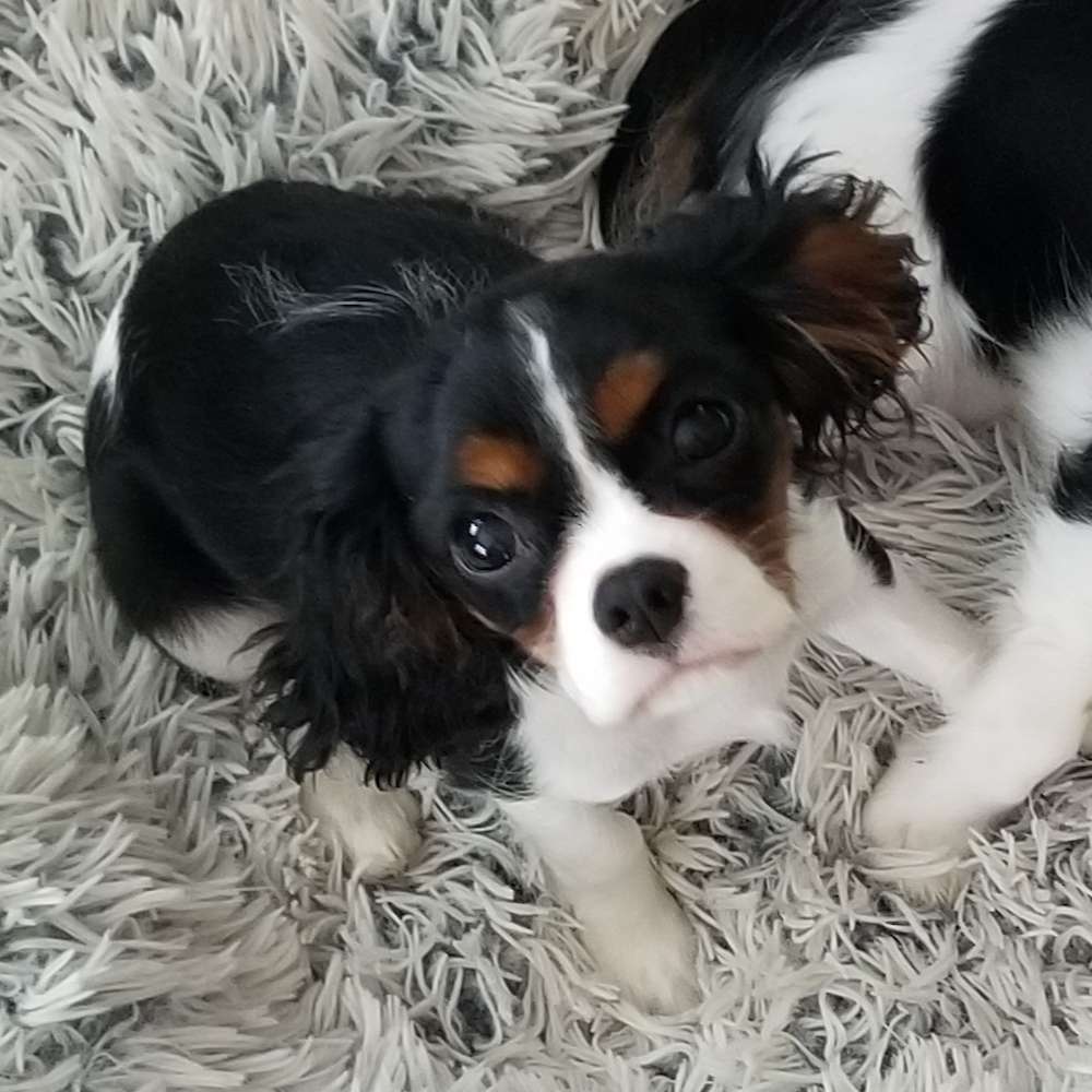 Saylor Rayne of Grayfinn House