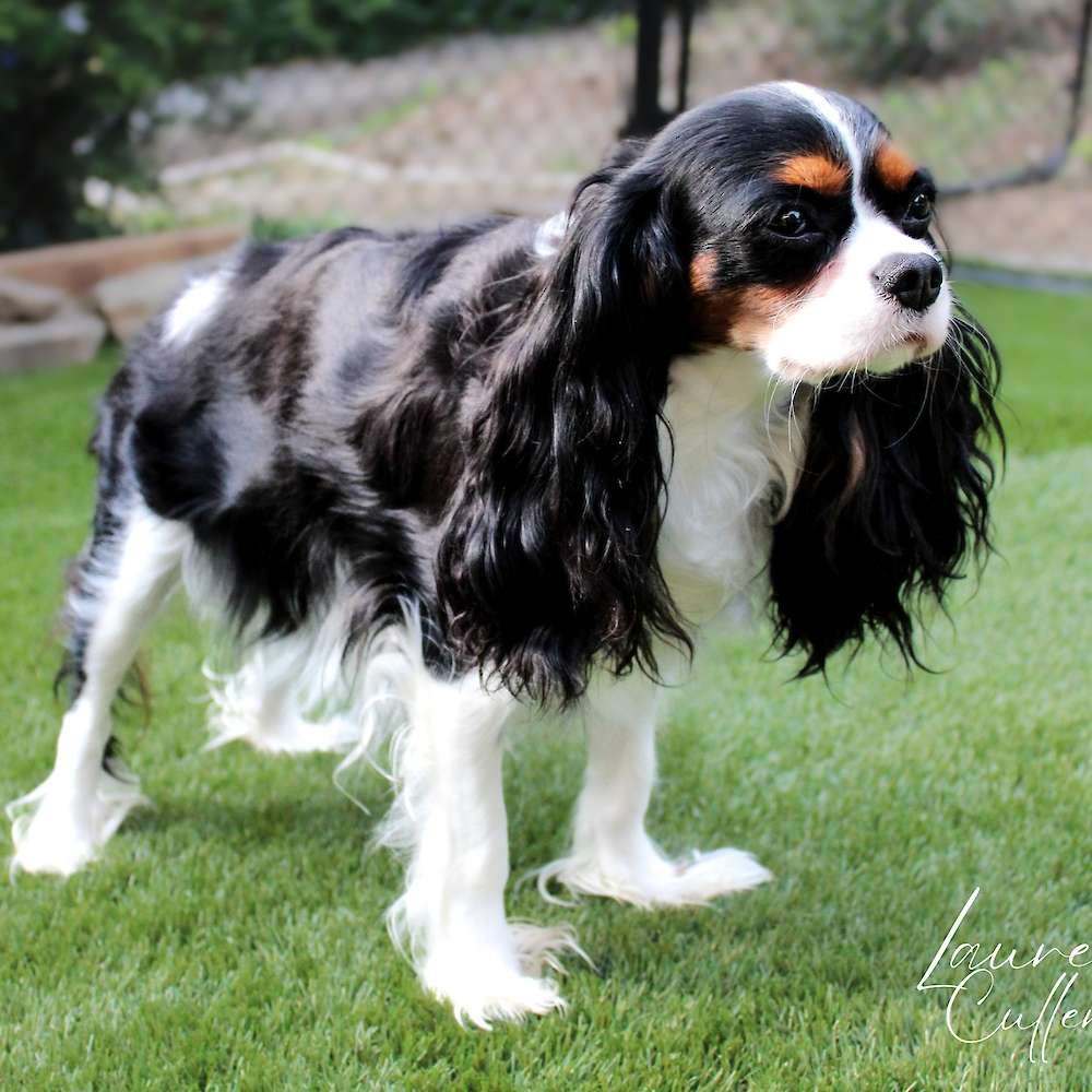 Saylor Rayne of Grayfinn House