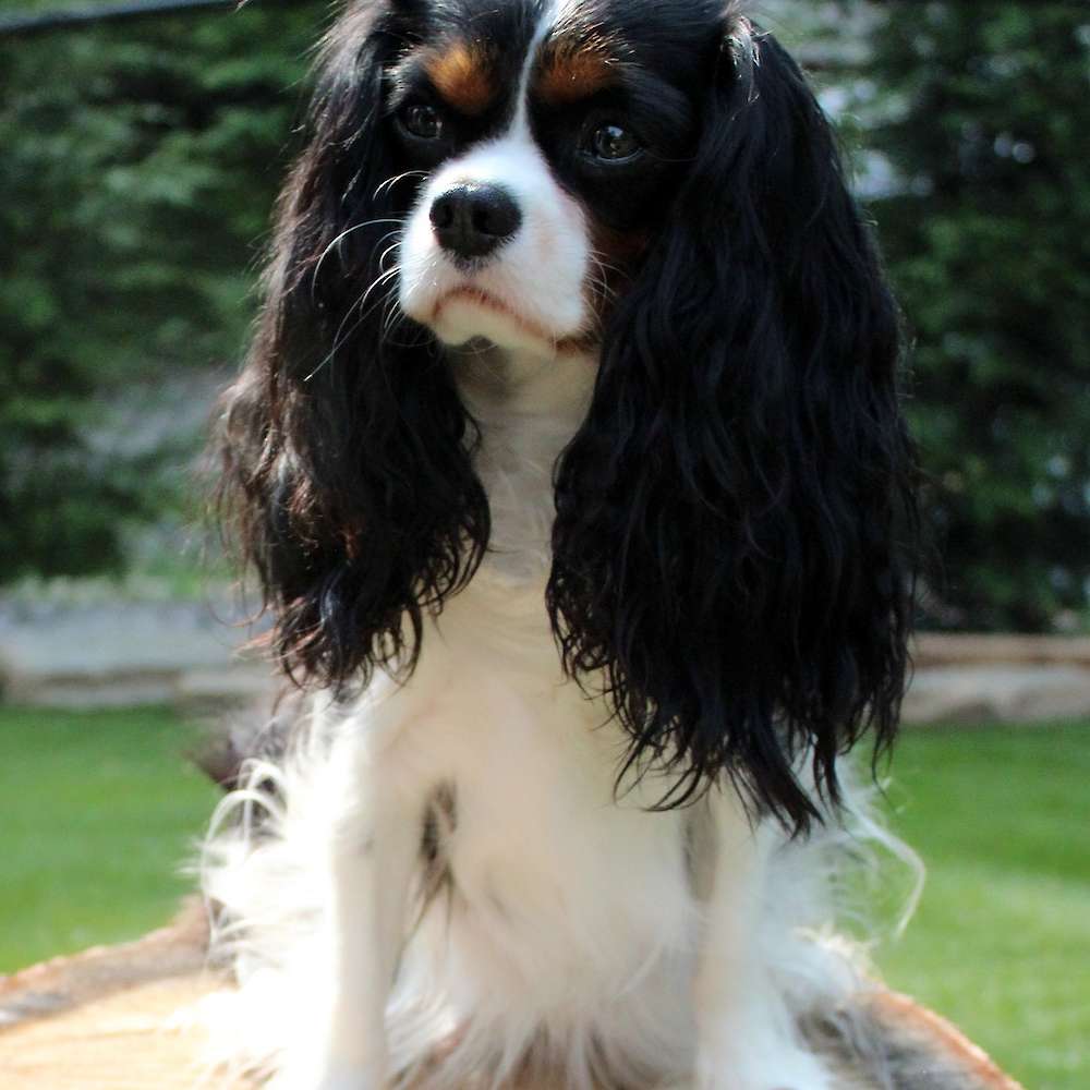 Saylor Rayne of Grayfinn House