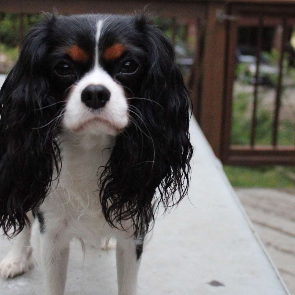 Saylor Rayne of Grayfinn House