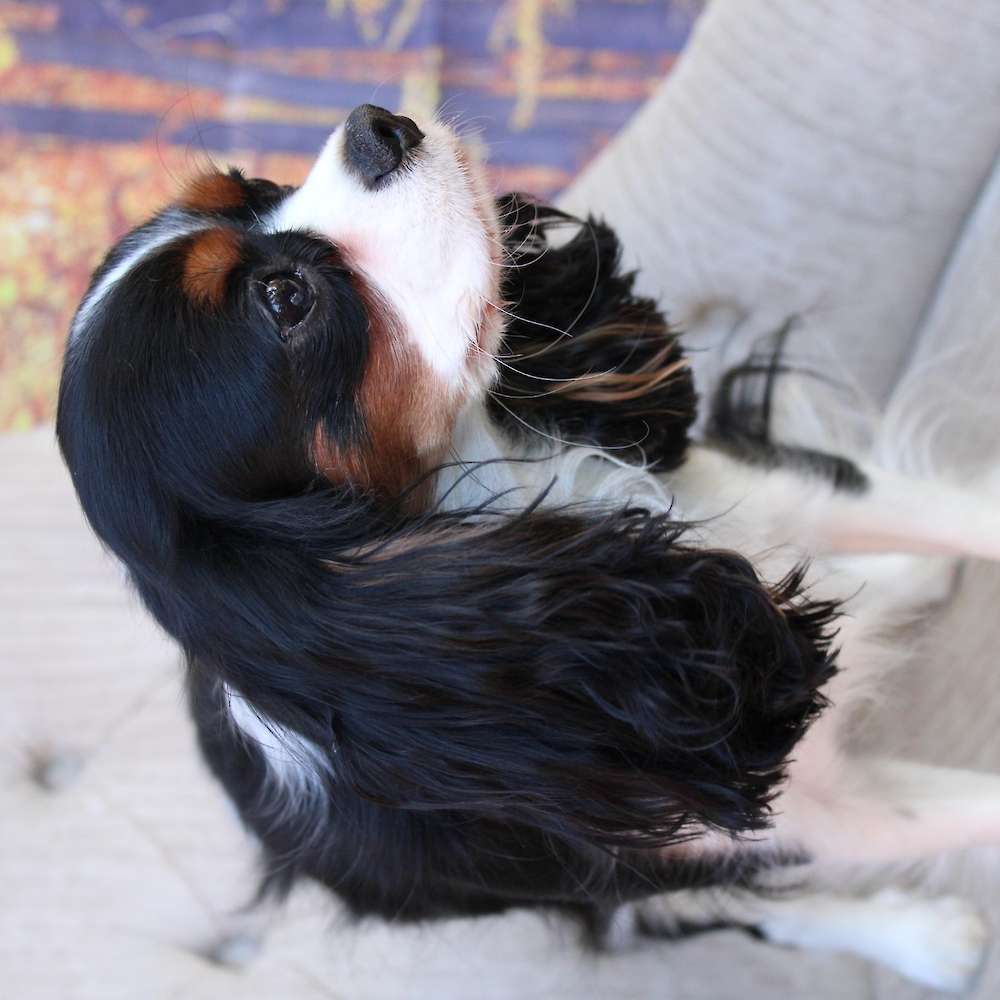 Saylor Rayne of Grayfinn House