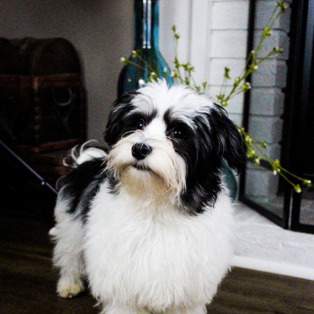 Havanese Temperament