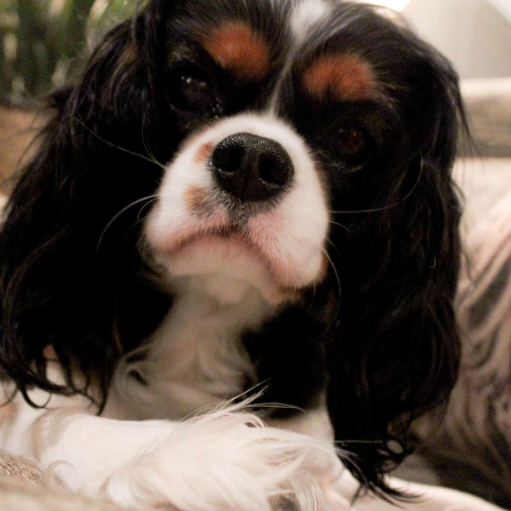 Cavalier Temperament